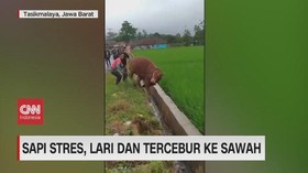 VIDEO: Sapi Stres, Lari Dan Tercebur ke Sawah
