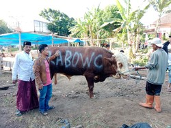 Momen Idul Adha, Prabowo Salurkan Sapi 1,3 Ton ke Ponpes Buntet