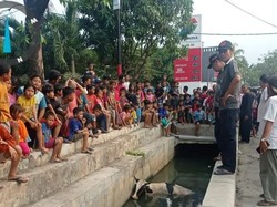 Kaget Dengar Klakson Mobil, Sapi untuk Kurban Tercebur ke Selokan di Jakbar