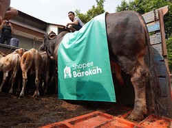 Shopee Barokah Bagikan Daging Kurban Sapi Limosin Bersama LAZISNU