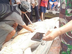 Perut Buaya di Tojo Una-Una Sulteng Dibelah gegara Dikira Telan Warga