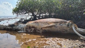 Bangkai Ikan Paus Ditemukan Terdampar di Perairan Sumenep