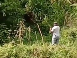 Beredar Video Warga Keroyok Beruang Madu Sampai Mati di Pagar Alam