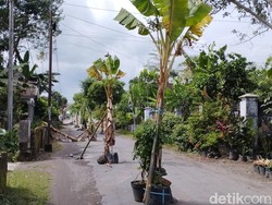 Warga Blitar Tanam Pohon Pisang di Jalan Rusak yang Tak Kunjung Diperbaiki