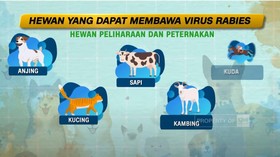 VIDEO: Apa Itu Rabies dan Mengapa Korban Rabies Fobia Melihat Air?