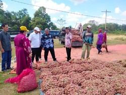 Jurus Kementan Genjot Kualitas & Mutu Produksi Bawang Merah di Sumbawa