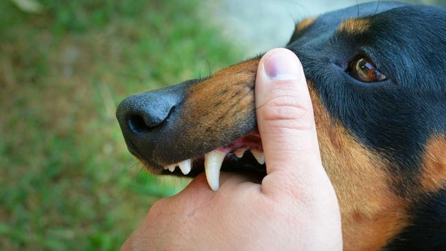 First Aid Tips for Rabies: How to Treat and Prevent Rabies Infections