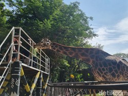 Puncak Libur Idul Adha, KBS Diserbu Hingga 40 Ribu Pengunjung