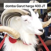 Hewan Sultan Dibanderol Rp 400 Juta, Begini Wujud Domba Garut yang Viral!