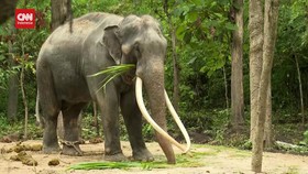 VIDEO: Thailand Pulangkan Muthu Raja Usai Diperlakukan Buruk Sri Lanka