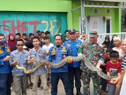 Hii! Ada Ular Seberat 20 Kg Ngumpet di Sumur Warga Sukabumi