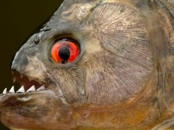Kenalan dengan Black Piranha, Ikan dengan Gigitan Paling Mengerikan