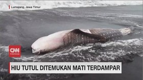 VIDEOI: Hiu Tutul Ditemukan Mati Terdampar