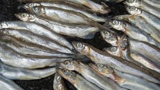 Bun, Ikan Shisamo hingga Salmon Diskon 20% di Transmart Full Day Sale