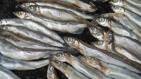 Ragam Resep Ikan Shisamo, Ikan Enak Favorit Cipung