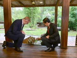 Jokowi-PM Australia Lihat Harimau Sumatera Diiringi Lagu Abang Tukang Bakso