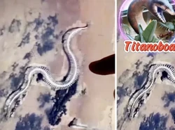 Kerangka Ular Raksasa Menyeramkan Terekam di Google Maps