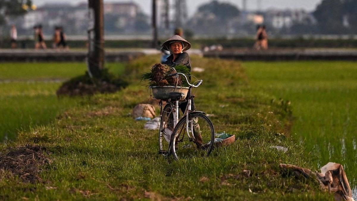 FOTO: Petani Vietnam Tanam Padi di Malam Hari Hindari Gelombang Panas