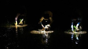 FOTO: Petani Vietnam Tanam Padi di Malam Hari Hindari Gelombang Panas