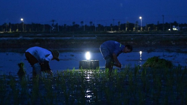 FOTO: Petani Vietnam Tanam Padi di Malam Hari Hindari Gelombang Panas