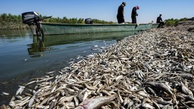 FOTO: Ribuan Ikan Mati Terdampar di Tepi Sungai Kering Irak