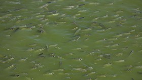 Ribuan Ikan Mati Terdampar di Perairan Ternate