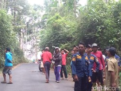 Koloni Lebah Madu Serang Warga Klaten, Begini Penjelasan Peneliti BRIN