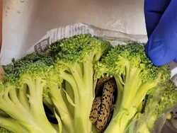 Alamak Kakek Ini Temukan Ular di Brokoli yang Dibelinya di Supermarket
