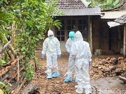Antraks Merebak di Gunungkidul, Pemkab: 12 Ternak di Jati Semanu Positif
