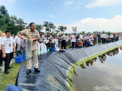 Pemprov Lampung Perdana Panen Udang Air Tawar, Bisa Jadi Peluang Bisnis