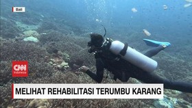 VIDEO: Melihat Lebih Dekat Proses Rehabilitasi Terumbu Karang