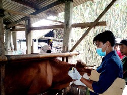 Antraks Mewabah di Gunungkidul, Pengawasan Ternak di Kulon Progo Diperketat