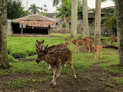 5 Potret Rumah Raline Shah di Medan, Ada Kebun Binatang di Halaman Belakang