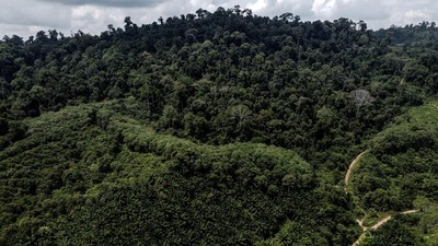 Kementerian Lingkungan Hidup dan Kehutanan (KLHK) menetapkan 15 ruang hidup masyarakat di Kabupaten Gunung Mas menjadi hutan adat.