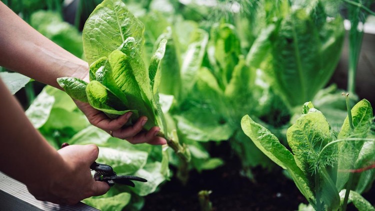 Close-up of a female hands cutting a plant with pruning shears in her vegetable garden. Woman cutting leafy vegetable for making green salad.