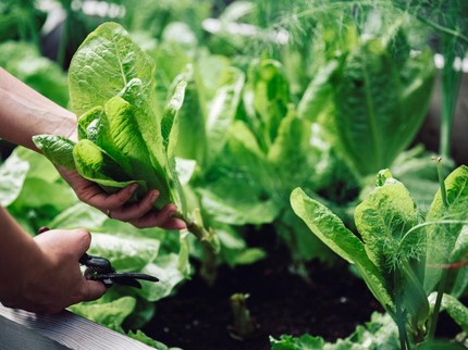 10 Tanaman Sayur yang Cepat Tumbuh dan Mudah Dirawat, Cocok untuk Pemula