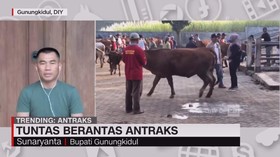 VIDEO: Tuntas Berantas Antraks