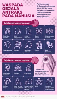 INFOGRAFIS: Waspada Gejala Antraks Pada Manusia