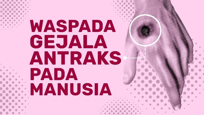 INFOGRAFIS: Waspada Gejala Antraks pada Manusia