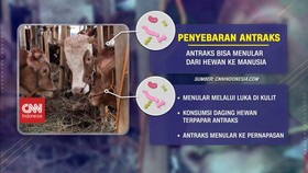 VIDEO: Waspada Penularan Antraks, Ketahui Penyebaran dan Mitigasi