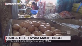 VIDEO: Harga Telur Ayam Masih Tinggi