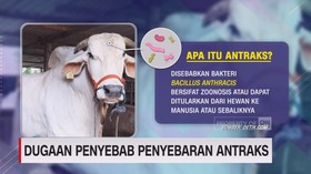 VIDEO: Dugaan Penyebab Penyebaran Antraks