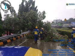 Pohon Tumbang Tutupi Jalan di Exit Tol JORR Tanah Kusir