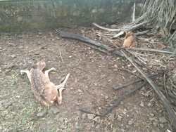 Misteri Matinya 28 Rusa Kompleks BUMN Digigit Anjing Liar, Kena Rabies?
