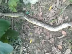 Fakta-fakta Mengerikan Bocah Tewas Dililit-Diterkam Ular Piton di Muna