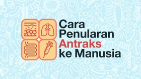 INFOGRAFIS: Cara Penularan Antraks ke Manusia