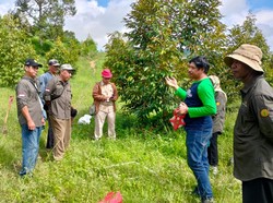 Ditjen Hortikultura & IPB Ukur Stok Karbon Kampung Durian di Sulteng