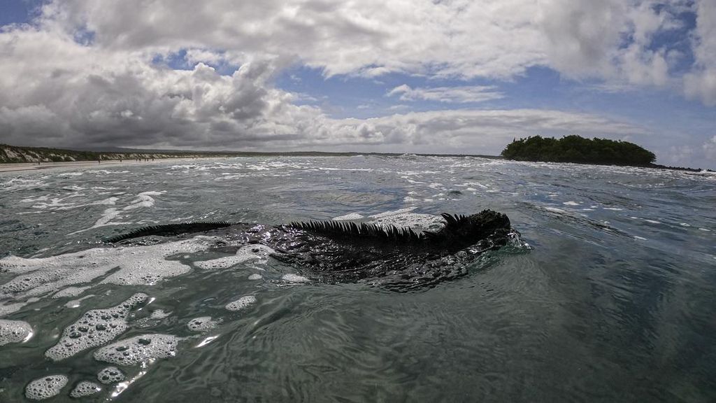 Pakar Ungkap Berkah di Balik Kekeringan El Nino: Hasil Laut Melimpah