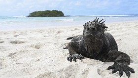 FOTO: El Nino Jadi Petaka Bagi Iguana Galapagos yang Terancam Punah