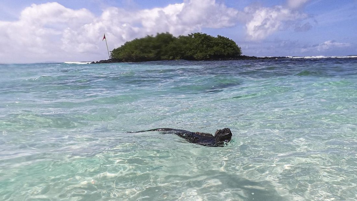 FOTO: El Nino Jadi Petaka Bagi Iguana Galapagos yang Terancam Punah